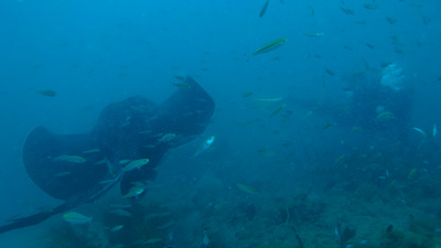 SS Yongala