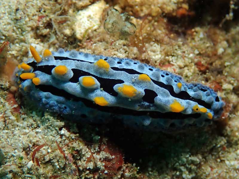 Abellinos