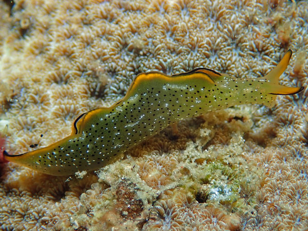 Agahuta