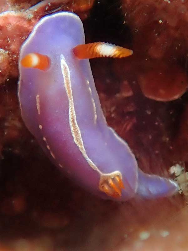 Agahuta