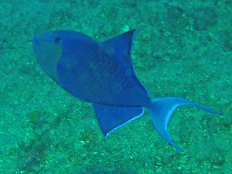 Agahuta