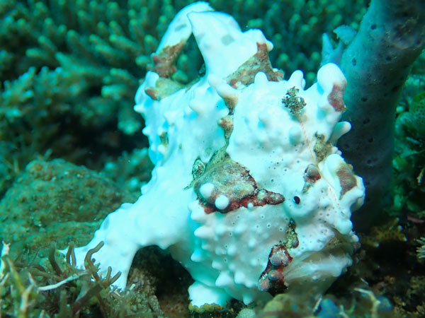 Aphols Point