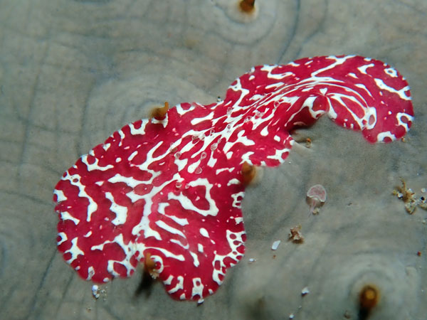 Aphols Point