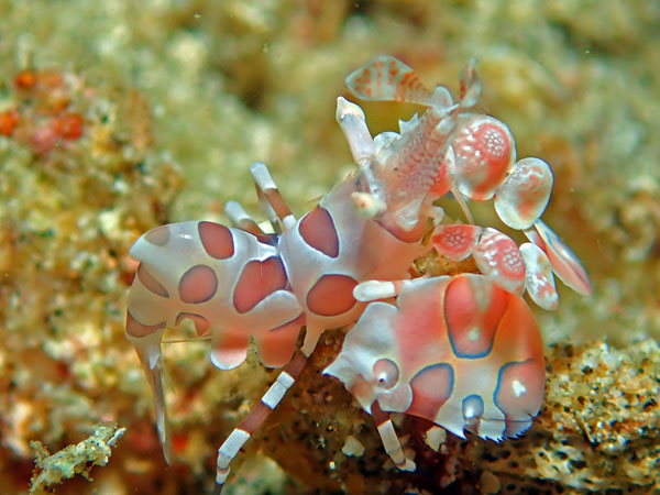 Aphols Point