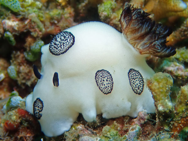 Aphols Point