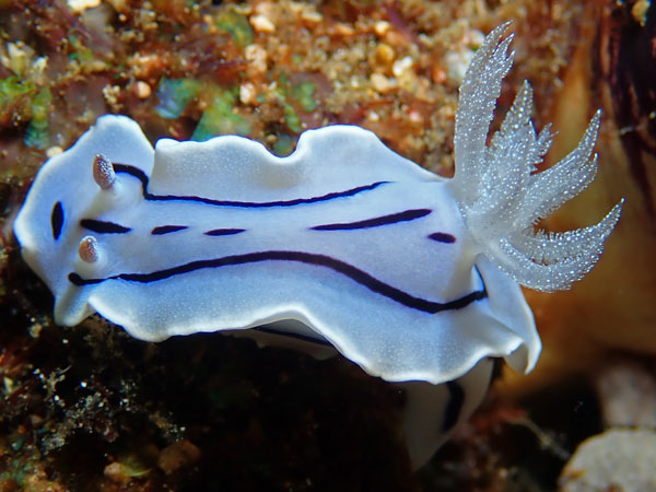 Aphols Point