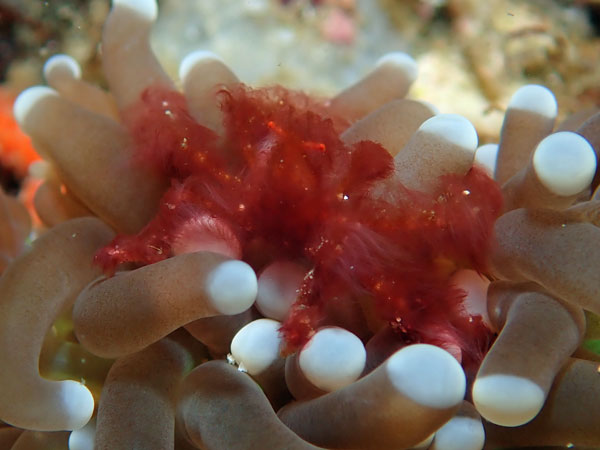 Aphols Point