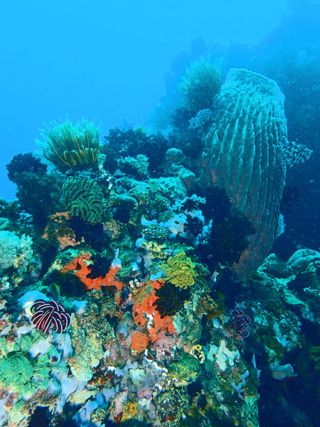 Aphols Point