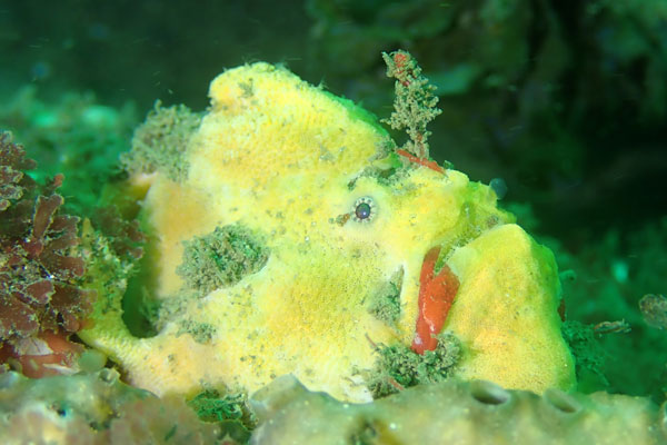 Bare Island Anglerfish