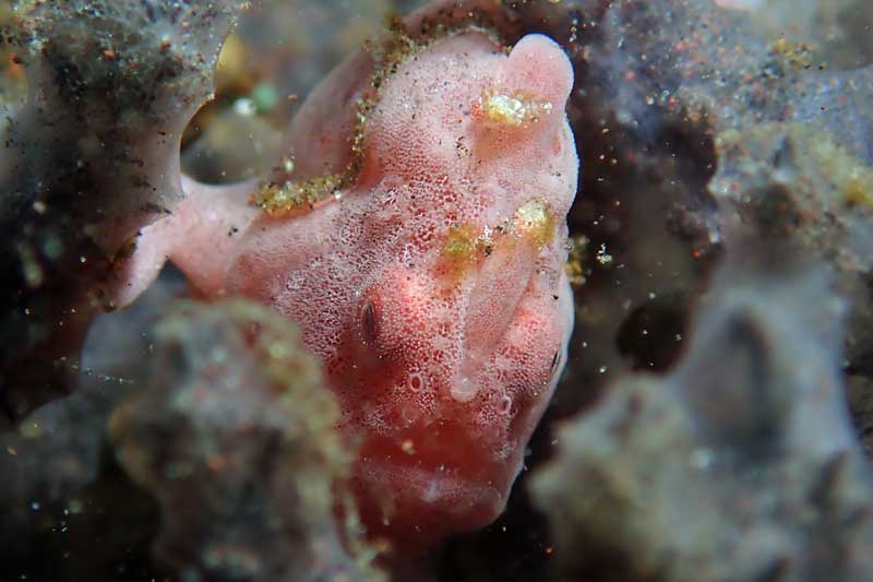 Batu Niti