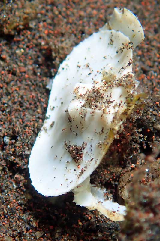 Batu Niti