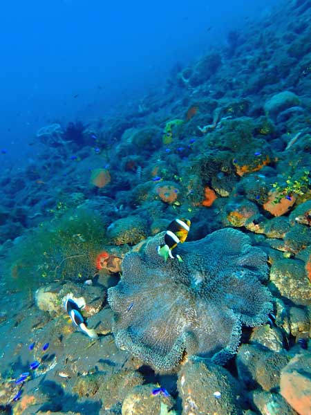 Batu Niti