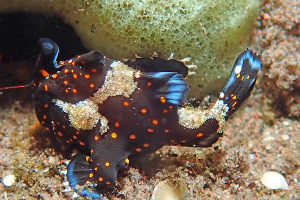 Batu Niti