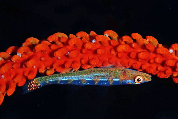 Batu Niti