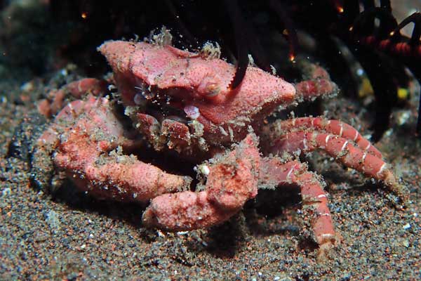 Batu Niti