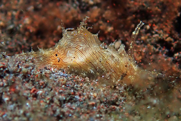 Batu Niti