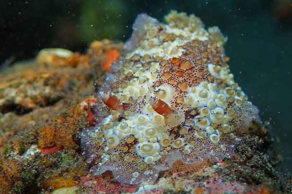 Batu Niti