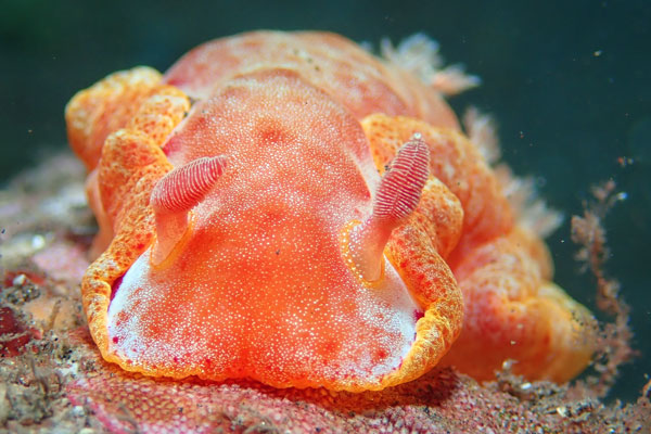 Batu Niti