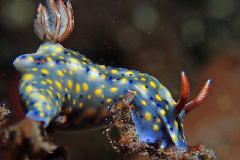 Batu Niti
