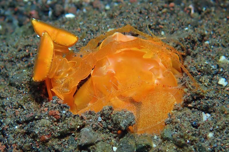 Batu Niti