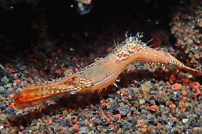 Batu Niti