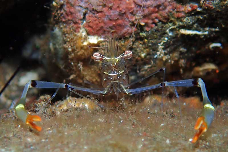 Batu Niti