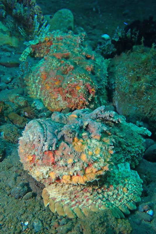 Batu Niti