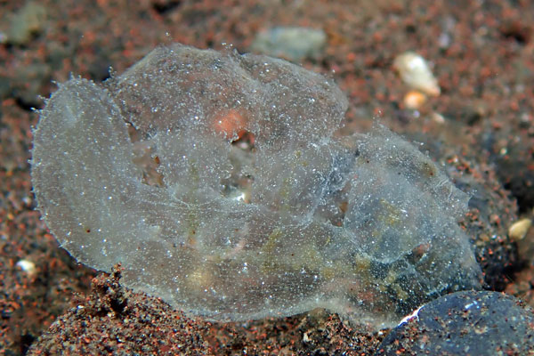 Batu Niti
