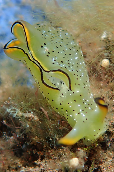 Batu Niti