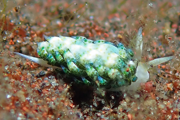 Batu Niti