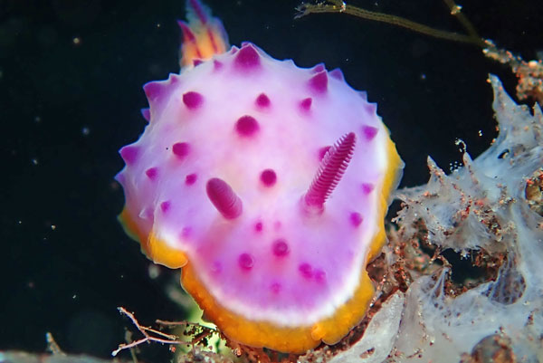 Batu Niti