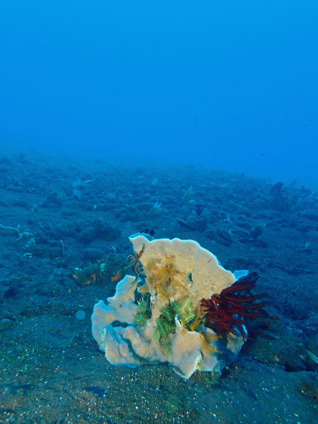 Batu Niti