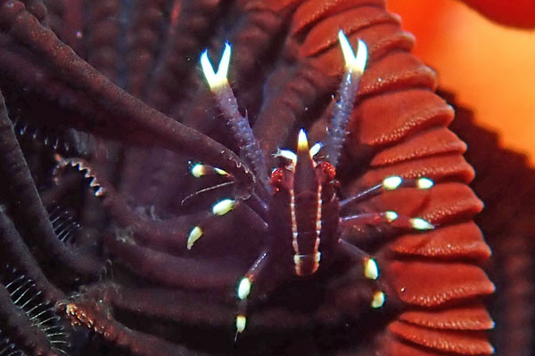 Batu Niti
