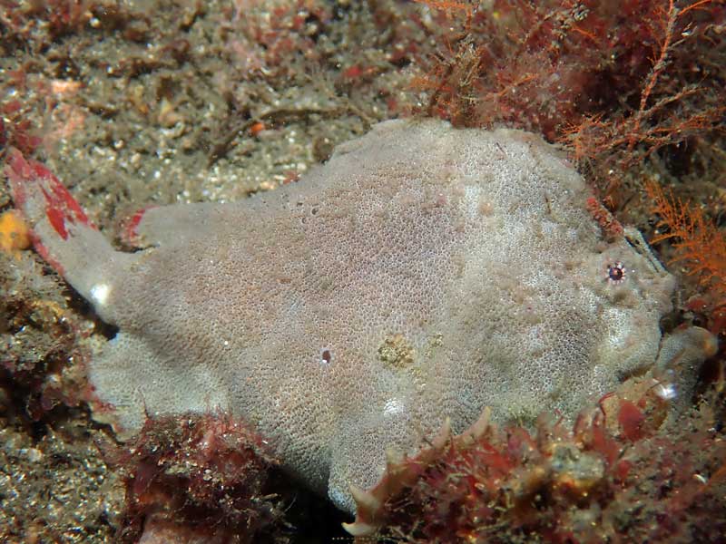 Bare Island Anglerfish