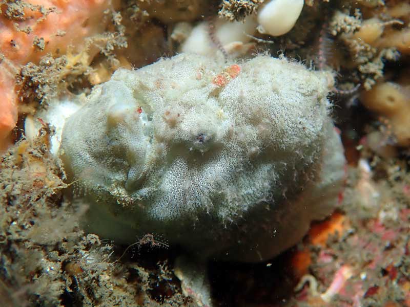 Bare Island Anglerfish