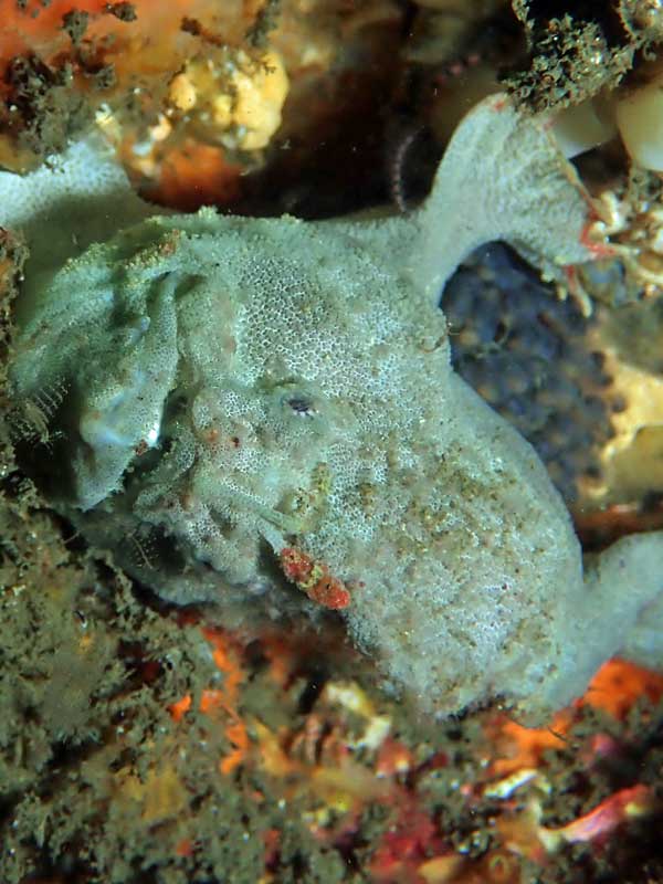 Bare Island Anglerfish