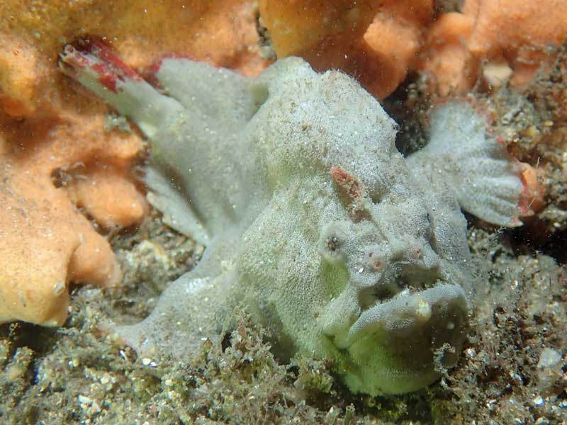 Bare Island Anglerfish