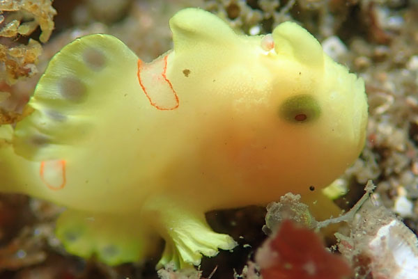 Painted Anglerfish