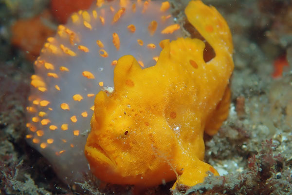 Painted Anglerfish