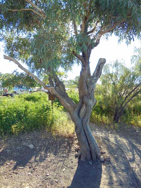 Burke and Wills Tree