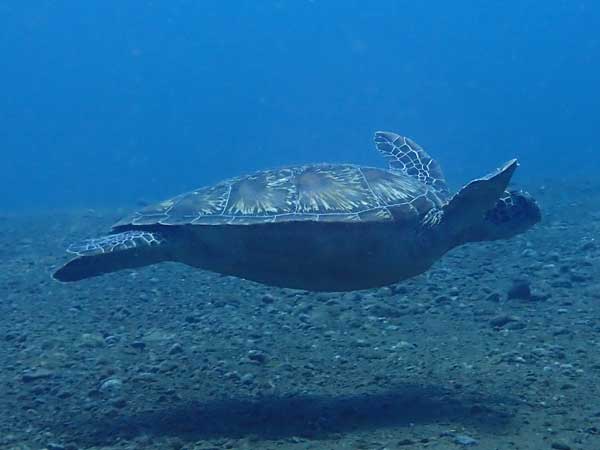 Bonnet Point