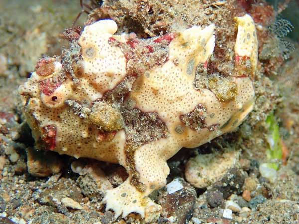 Buceo Anilao