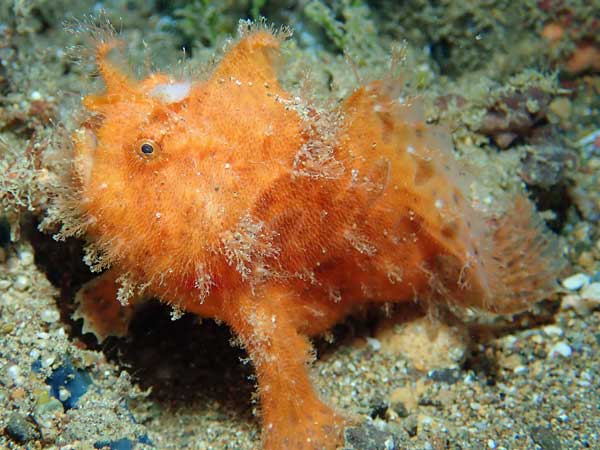 Buceo Anilao