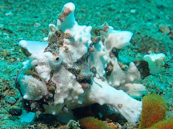 Buceo Anilao