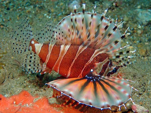 Buceo Anilao