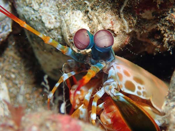 Buceo Anilao