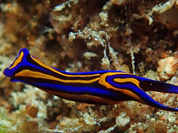 Buceo Anilao