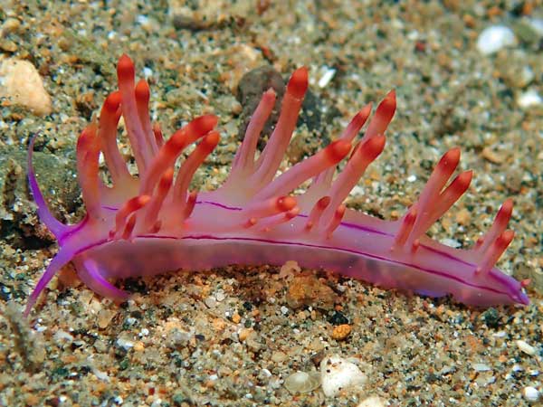 Buceo Anilao
