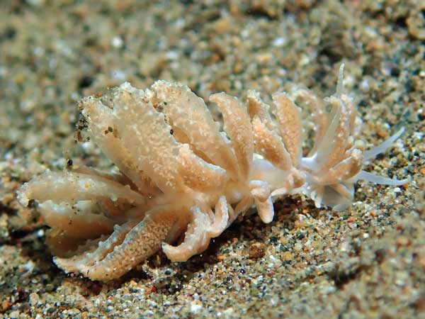 Buceo Anilao