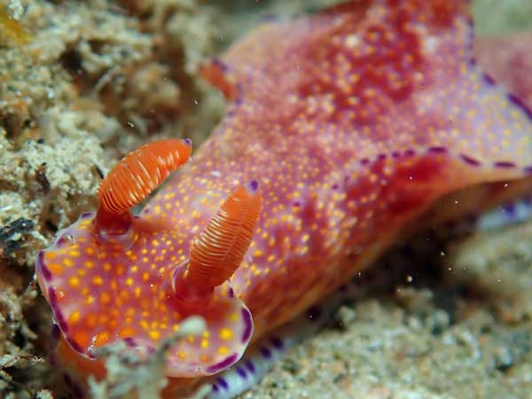 Buceo Anilao